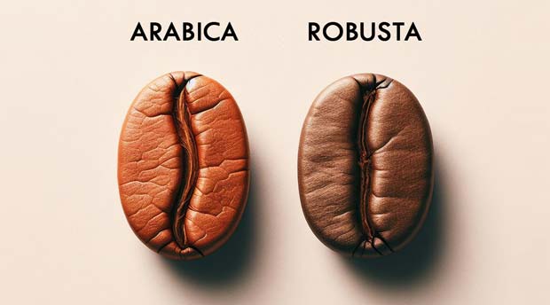 Arabica vs robusta : comprendre les différences